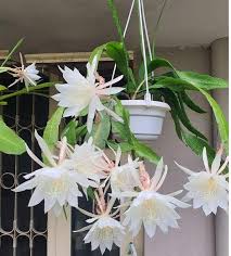 White Epiphyllum Oxypetalum Flowers Seeds – Heirloom, Non-GMO, High Germination Organic Garden Seeds for Planting