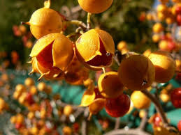 Celastrus Scandens Seeds Orange Heirloom Non-GMO High Germination Organic Garden Seeds for Planting