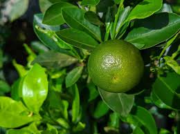 Calamansi Seeds Yellow Heirloom Non-GMO High Germination Organic Garden Seeds for Planting