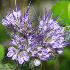 Semillas de flores de menta poleo morada – Herencia, sin OGM, semillas de jardín orgánicas de alta germinación para sembrar