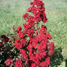 Red Crape Flower Seeds for Planting – Heirloom, Non-GMO, High Germination Organic Garden Seeds