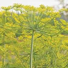 Green Yellow Dill Bouquet Plant Seeds for Planting – Heirloom, Non-GMO