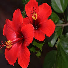 Red Hibiscus Rose Flower Seeds for Planting – Heirloom Non-GMO High Germination Organic Garden Seeds