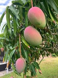 Tommy Atkins Mango Fruit Seeds for Planting – Heirloom Non-GMO High Germination Organic Garden Seeds for Tropical Sweet Mango Seeds for Planting