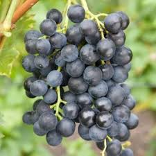 Blue Grape Fruit Seeds for Planting Heirloom Non-GMO High Germination Organic Garden Seeds