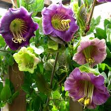 Purple Climbing Cathedral Bells Flower Seeds for Planting – Heirloom Non-GMO High Germination Organic Garden Seeds Seeds for Planting
