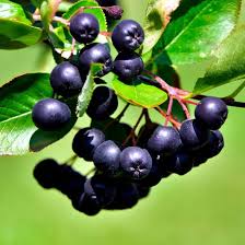 Aronia Melanocarpa Fruit Seeds for Planting Heirloom Non-GMO High Germination Organic Garden Seeds