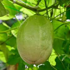 Green Gondhoraj Lemon Seeds for Planting – Heirloom Non-GMO High Germination Organic Garden Seeds