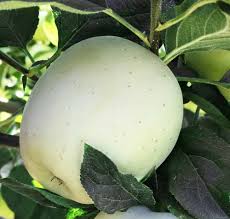 Apple Seeds White Heirloom Non-GMO High Germination Organic Garden Seeds for Planting