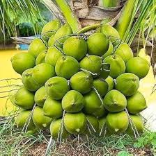 Tropical Coconut Fruit Seeds for Planting Heirloom Non-GMO High Germination Organic Garden Seeds