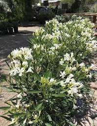 Sanderi Flower Seeds White – Heirloom Non-GMO High Germination Organic Garden Seeds