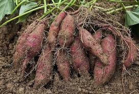 Sweet Potato Mixed Seeds – Heirloom, Non-GMO, High Germination Organic Garden Seeds Planting