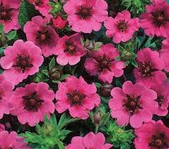 Semillas de Flores de Cincoenrama Rosa – Herencia, Sin OGM, Semillas Orgánicas de Alta Germinación para Siembra