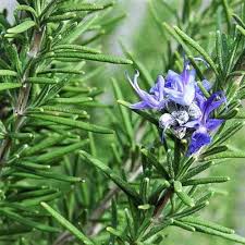 Green Rosemary Plant Seeds for Planting – Heirloom, Non-GMO, High Germination Organic Garden Seeds