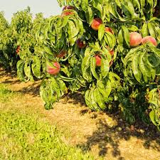 Georgia Belle Peach Seeds for Planting Heirloom Non-GMO High Germination Organic Garden Seeds