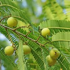 Amla Tree Seeds – Indian Gooseberry (Big Fruit) Fruit Seeds for Planting – Heirloom Non-GMO High Germination Organic Garden Seeds