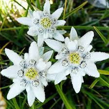 Semillas de flor de Edelweiss alpina blanca – Herencia sin OMG de alta germinación
