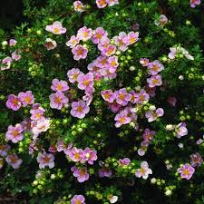 Rosa Fingerkraut Blumensamen – Alte Sorte, gentechnikfrei, hohe Keimfähigkeit, Bio-Gartensamen zum Pflanzen