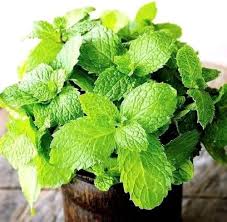 Green Mentha Mint Plant Seeds Heirloom Non-GMO High Germination Organic Garden Seeds for Planting