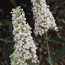 White Buddleja Flower Seeds – Heirloom, Non-GMO, High Germination Organic Garden Seeds for Planting