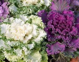 Mixed Kale Seeds – Heirloom, Non-GMO, High Germination Organic Garden Seeds Planting