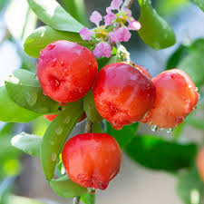 Barbados Cherry Seeds – Heirloom, Non-GMO, High Germination Organic Garden Seeds for Planting Seeds for Planting
