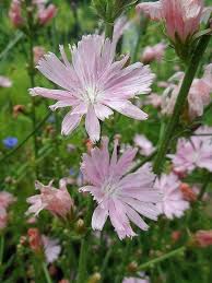 Pink Cichorium Intybus Flower Seeds Heirloom Non-GMO High Germination Organic Garden Seeds for Planting