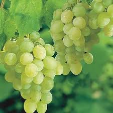 White Grape Muscat (Vitis vinifera) Fruit Seeds for Planting – Heirloom, Non-GMO, High Germination Aromatic Backyard Garden Seeds