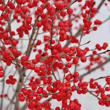 Winterberry Holly Fruit Seeds for Planting – Heirloom Non-GMO High Germination Organic Garden Seeds for Ornamental Berry-Bearing Shrubs