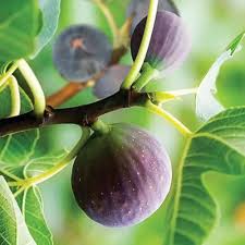 Black Mission Fig Seeds for Planting Heirloom Non-GMO High Germination Organic Garden Seeds