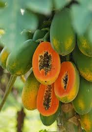 Tainung Mexican Papaya Fruit Seeds for Planting Heirloom Non-GMO High Germination Organic Garden Seeds
