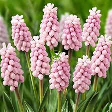 Pink Armeniacum Flower Seeds Heirloom Non-GMO High Germination Organic Garden Seeds for Planting