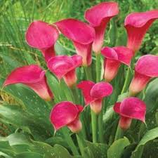 Pink Zantedeschia Calla Lily Flower Seeds – Heirloom, Non-GMO, High Germination Organic Garden Seeds for Planting Seeds for Planting