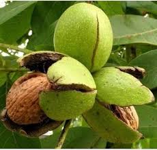 Green Walnut Plant Seeds for Planting Nut Trees, Heirloom &amp; Non-GMO High Germination Organic Garden Seeds