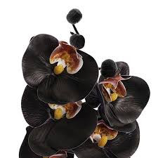 Black Phalaenopsis Orchid Flower Seeds for Planting – Heirloom, Non-GMO, High Germination Organic Garden Seeds