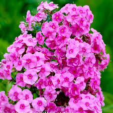 Pink Giant Phlox Flower Seeds – Heirloom Non-GMO High Germination Organic Garden Seeds for Planting
