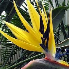 Strelitzia Reginae Flower Seeds Yellow Heirloom Non-GMO High Germination Organic Garden Seeds