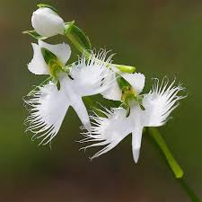 White Egret Orchid Flower Seeds – Heirloom Non-GMO High Germination Organic Seeds