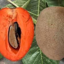 Mamey-Samen, bio, samenecht, gentechnikfrei, hohe Keimrate, Bio-Gartensamen zum Pflanzen