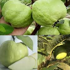 Crystal Guava (Indonesia) Fruit Seeds for Planting – Sweet Tropical Harvests, Heirloom &amp; Non-GMO Seeds for Planting High Germination Organic Garden Seeds
