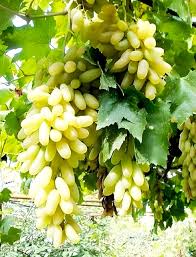 Moon Drop Green Seedless Grapes Fruit Seeds for Planting – Heirloom Non-GMO High Germination Organic Garden Seeds