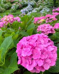 Rosa Hortensien Blumensamen – Alte Sorte, gentechnikfrei, hohe Keimfähigkeit, Bio-Gartensamen zum Pflanzen