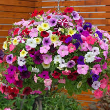 Mixed Petunia Flower Seeds – Heirloom, Non-GMO, High Germination Seeds for Planting, Organic Garden Seeds