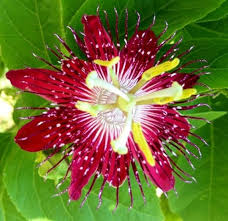 Passion Seeds Pink – Heirloom, Non-GMO, High Germination Organic Garden Seeds for Planting