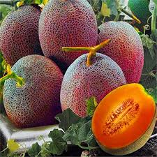 Red Cantaloupe Melon Fruit Seeds for Planting – Heirloom Non-GMO High Germination Organic Garden Seeds for Sweet Juicy Melons
