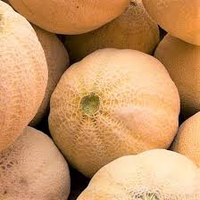 Honey Rock Cantaloupe Aas Prize Winning Sweet Melon Heirloom Non Gmo High Germination Organic
