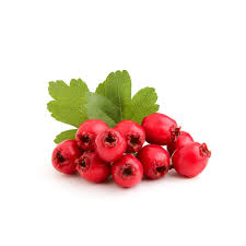 Red Hawthorn Fruits Seeds – Heirloom Non-GMO High Germination Organic Garden Seeds for Planting