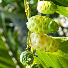 Fresh NONI Fruit Seeds for Planting | Heirloom Non-GMO High Germination Organic Garden Seeds