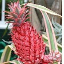 Red Pineapple Fruit Seeds for Planting Heirloom Non-GMO High Germination Organic Garden Seeds