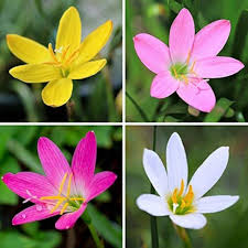 Zephyranthes Flower Seeds Mixed – Heirloom Non-GMO High Germination Organic Garden Seeds